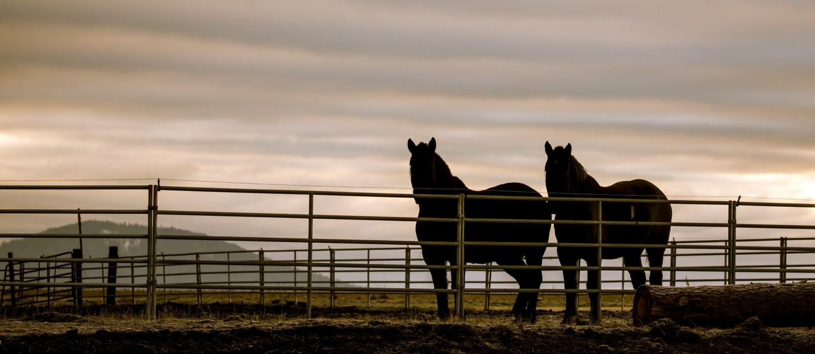 Horses on a farm in the Rathdrum prairie
